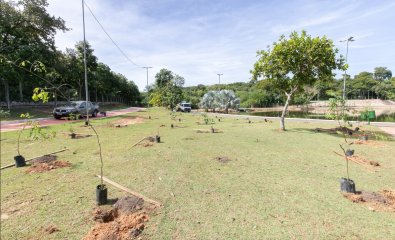 mudas-parque das aguas2.jpg