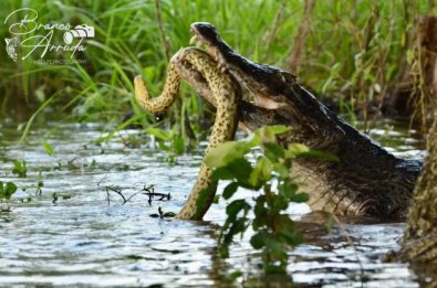 pantanal animais.jpg