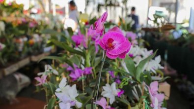 FESTIVAL FLORES.jpg