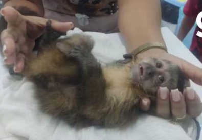 macaco amputado