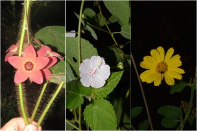 FLORES UFMT.jpg