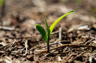 PLANTA.jpg