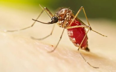 malaria-mosquito.jpg