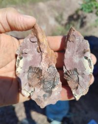 fosseis dinossauro-chapada4.jpg