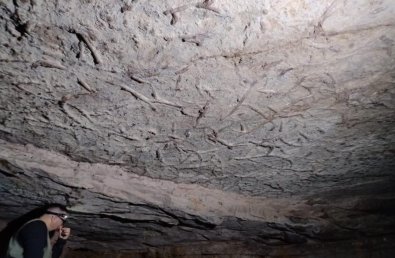 fosseis dinossauro-chapada3.jpg