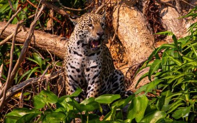 onca-turismo pantanal.jpg