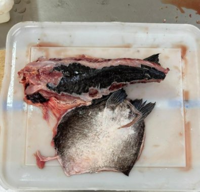 peixe abotoado1.jpg