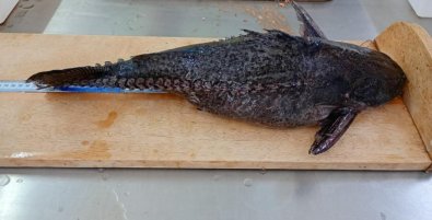 peixe abotoado.jpg