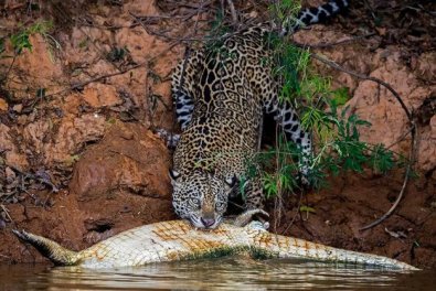 onca pantanal.jpg