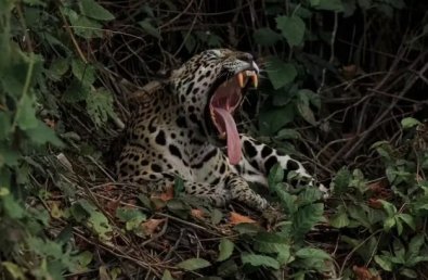 onca pantanal1.jpg