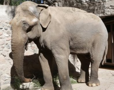 tamy elefante.jpg