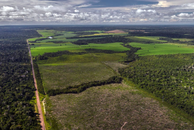 amazonia