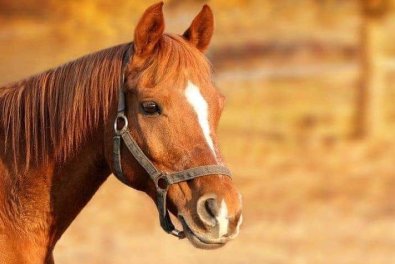CAVALO.jpg