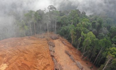 floresta amazonica.jpg