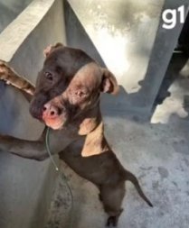 ataque pitbul1.jpg