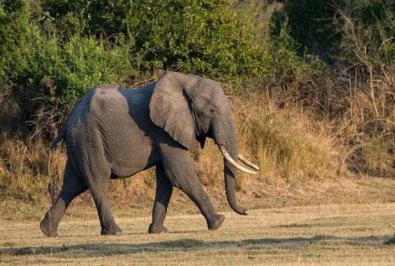 elefante.jpg