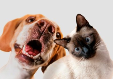 ANIMAIS.jpg