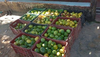 AGRICULTURA FAMILIARVG.jpg