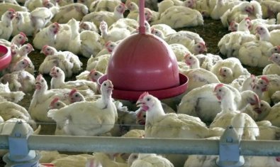 AVES BRASIL.jpg