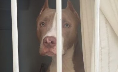 PIT BULL.jpg