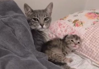 gatos-cama.jpg