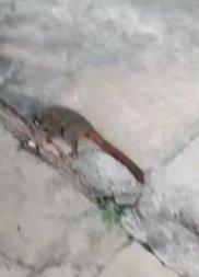 MACACO DA NOITE1.jpg