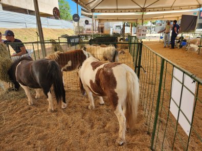 FAZENDINHA EXPOAGRO.jpeg