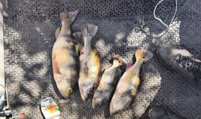pesca predatoria2.jpg