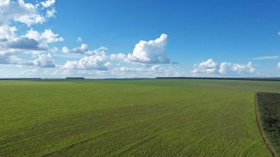 FAZENDA LEILAO PRIMAVERA