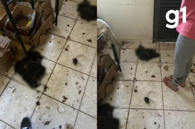 GATOS MORTOS.jpg