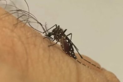 MOSQUITO.jpg
