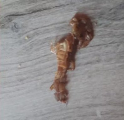 menino-escorpiao2.jpg