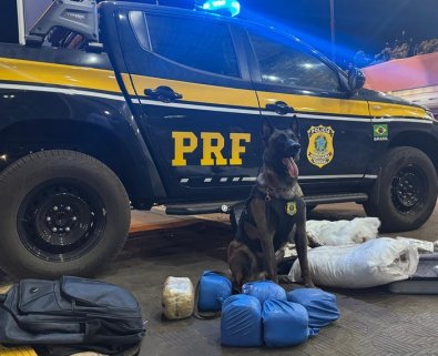 k9 drogas roo.jpg