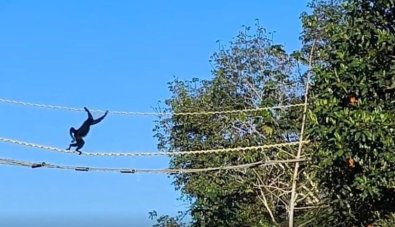 MACACOS PONTE SUSPENSA.jpg