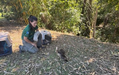 soltura aves.jpg