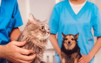 gato-cachorro.jpg