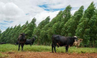 vacas.jpg