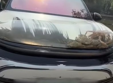 carro aquario.jpg
