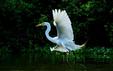 ave-pantanal.jpg