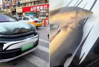 carro aquario1.jpg