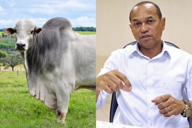 boi-paulojose.jpg