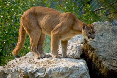PUMA CONCOLOR.jpg