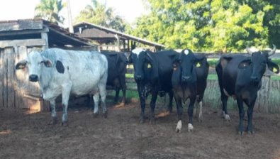 vacas.jpg