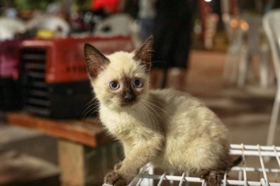 GATO.jpg