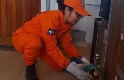 bombeiros-arara.jpg