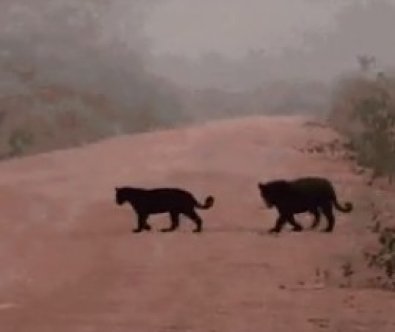 ONCA PRETA MT.jpg