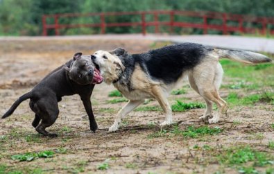 briga cachorros.jpg