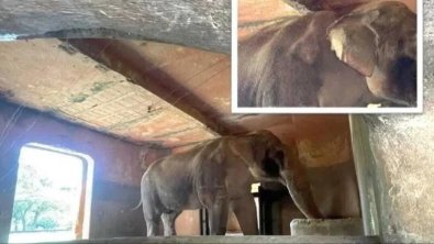 Elefante Sandro