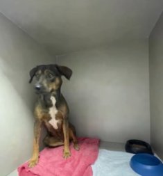cadela