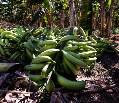 MUDAS BANANA.jpg